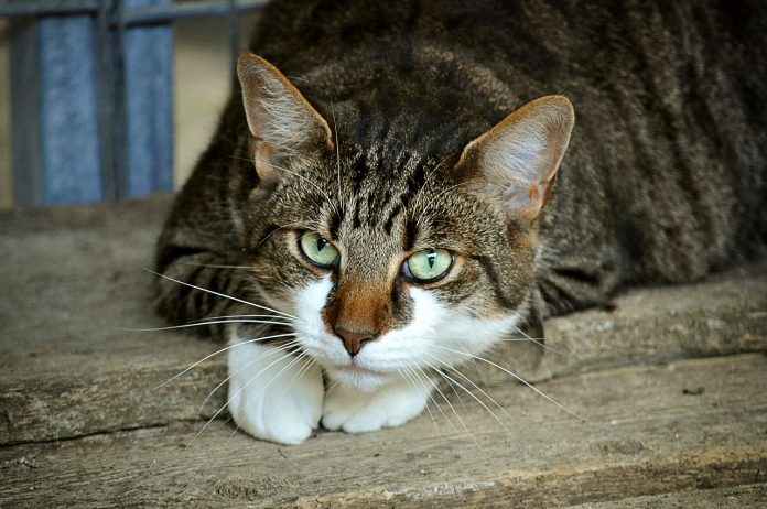 gatto cibi da evitare gatto cibi da evitare