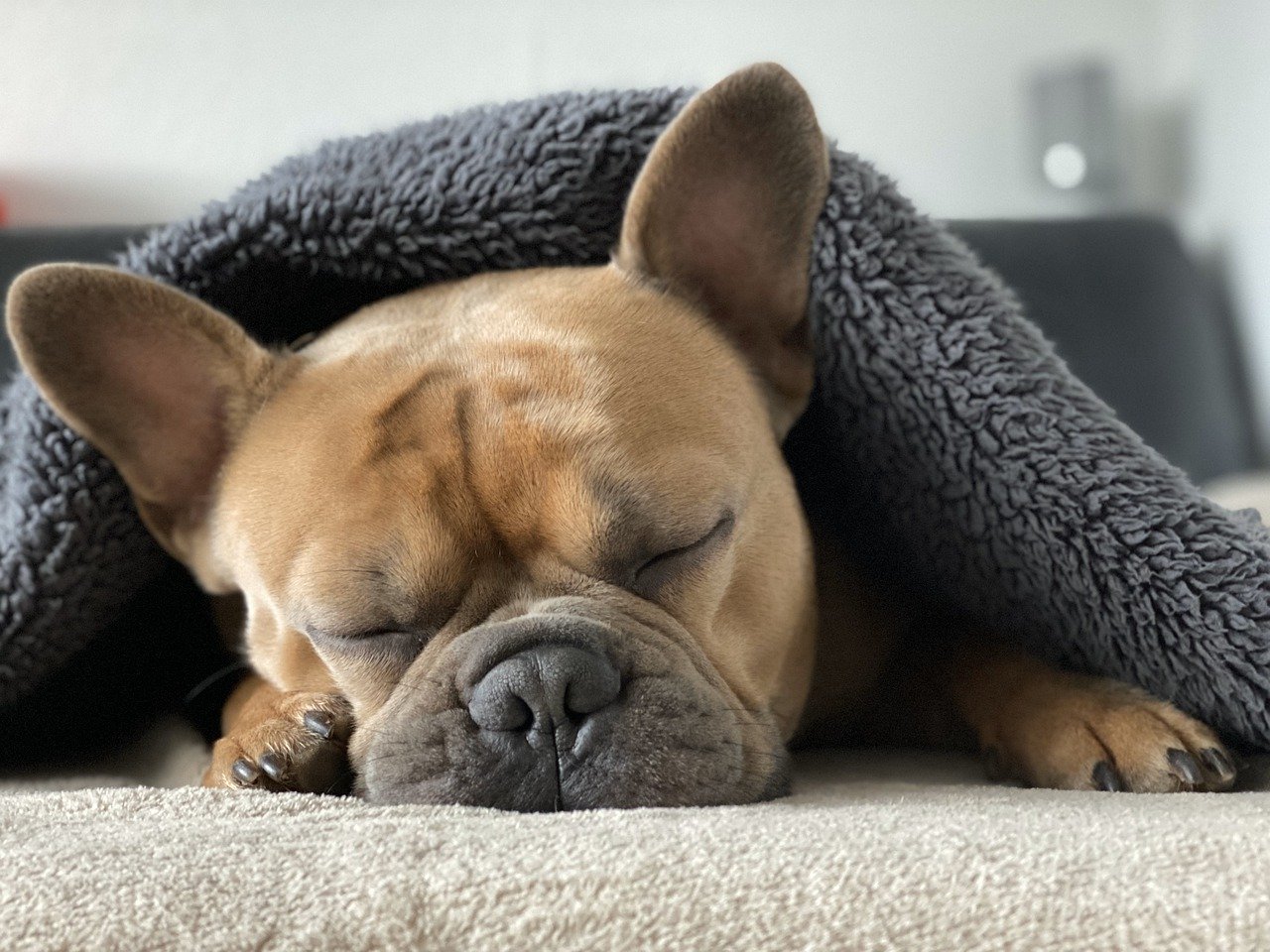 perche-il-cane-ha-il-naso-umido