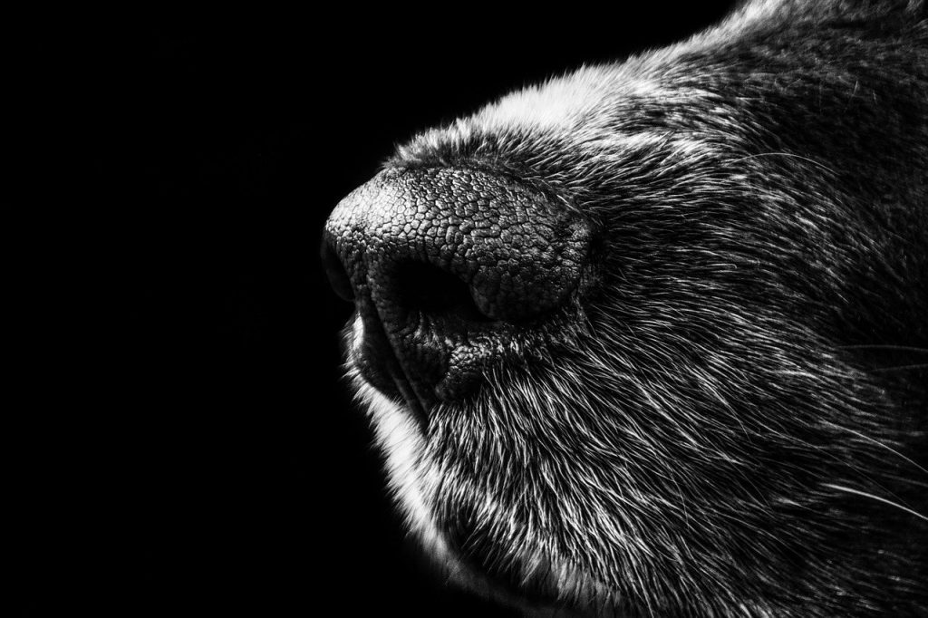 perche-il-cane-ha-il-naso-umido
