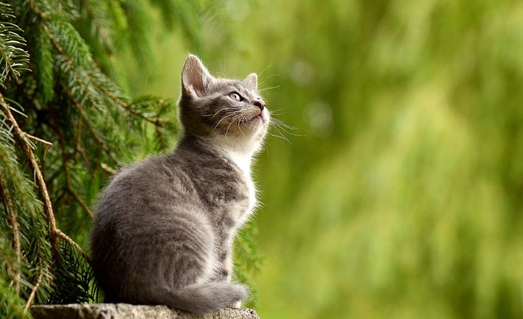 perche il gatto fa le fusa
