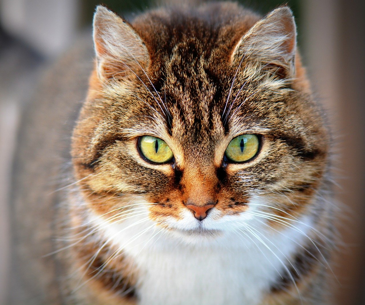 perche il gatto impasta