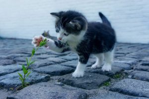 Perché il gatto ‘impasta’? Tutte le cause e quando preoccuparsi