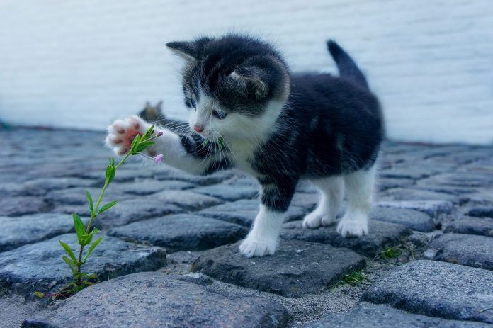 perche il gatto impasta perche il gatto impasta