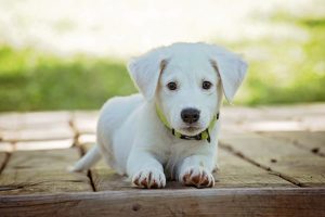 Torsione gastrica dei cani: cause, sintomi e cura