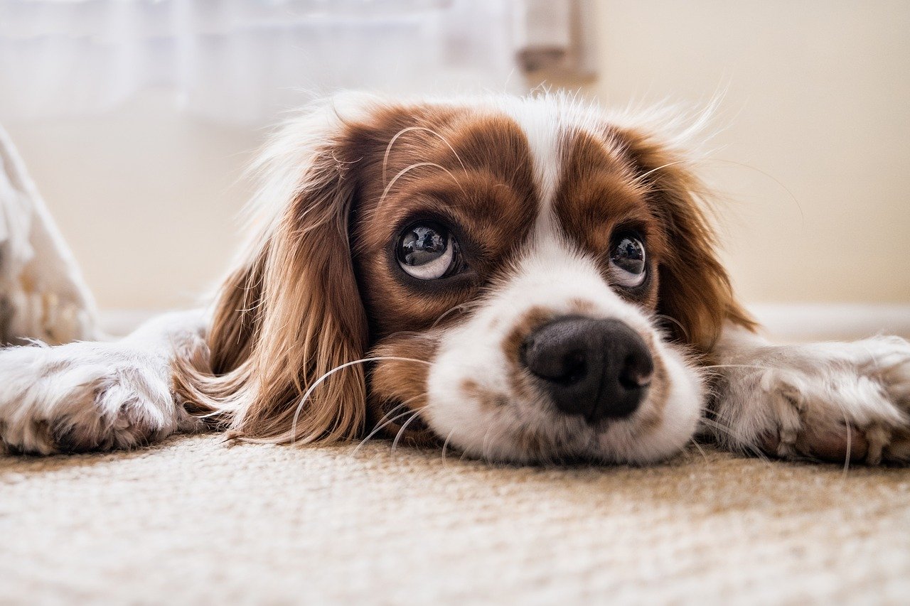 torsione gastrica nel cane