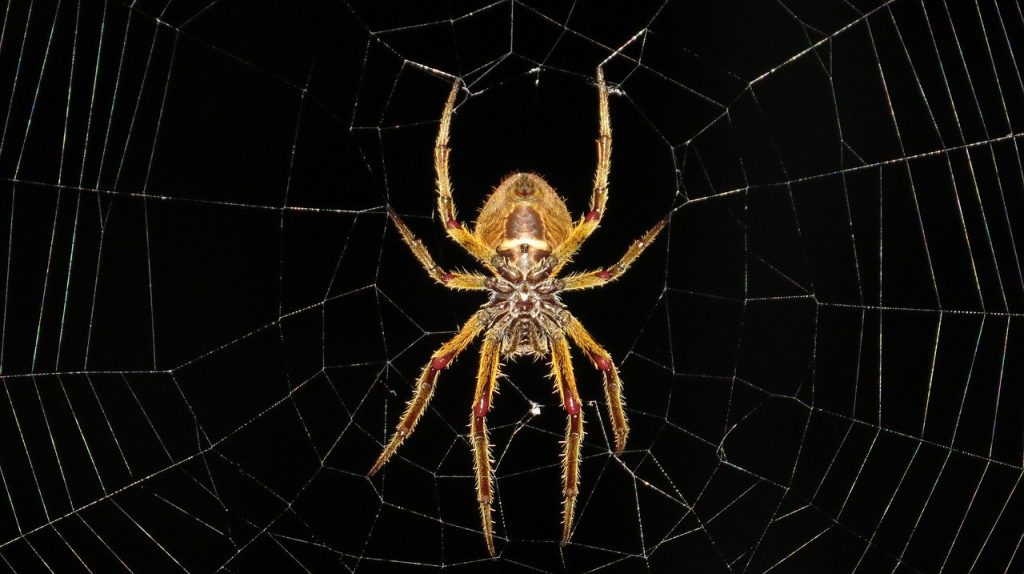 aracnofobia