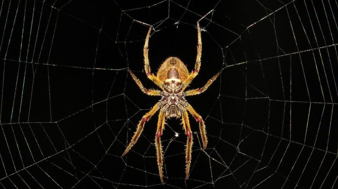aracnofobia aracnofobia