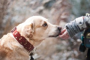 Perché i cani leccano le mani?