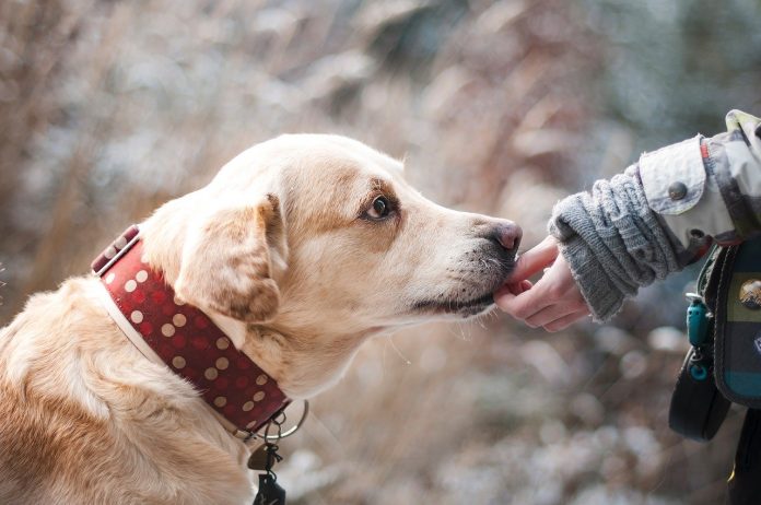 cane che lecca le mani