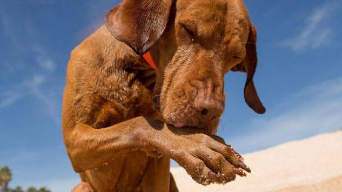 cane-che-si-lecca-la-zampa cane-che-si-lecca-la-zampa