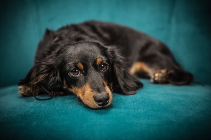 cane che si scava tana su divano cane che si scava tana su divano