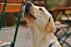 Perché il cane ulula quando sente una sirena?