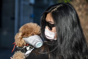 Coronavirus, a Hong Kong anche un cane domestico positivo