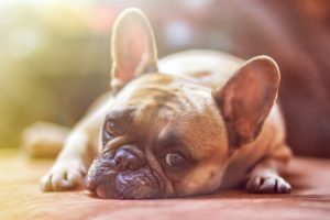 I cani possono avere il mal di testa?