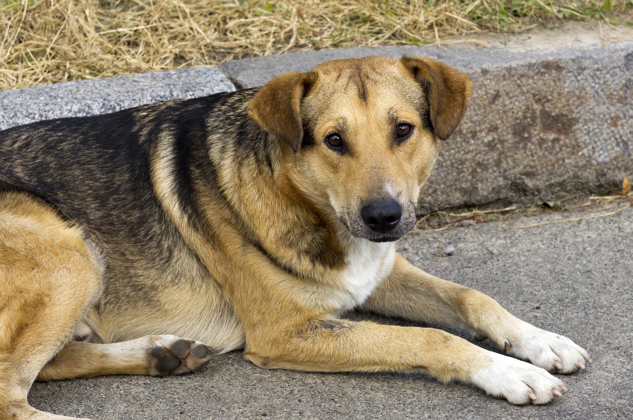 mal di testa nel cane