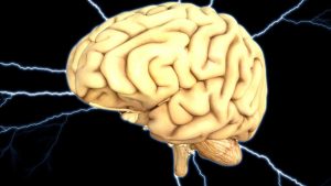 Perché il cervello dell’uomo è diventato così grosso?