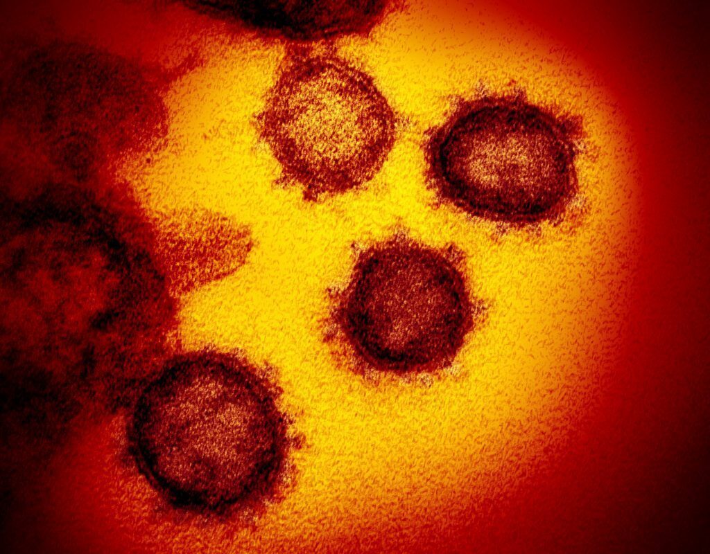 Coronavirus, il mistero sull’origine animale e gli studi fatti finora