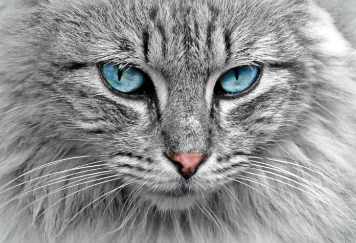 gatto-coronavirus