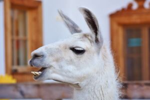 Coronavirus: gli anticorpi dei lama potrebbero salvarci