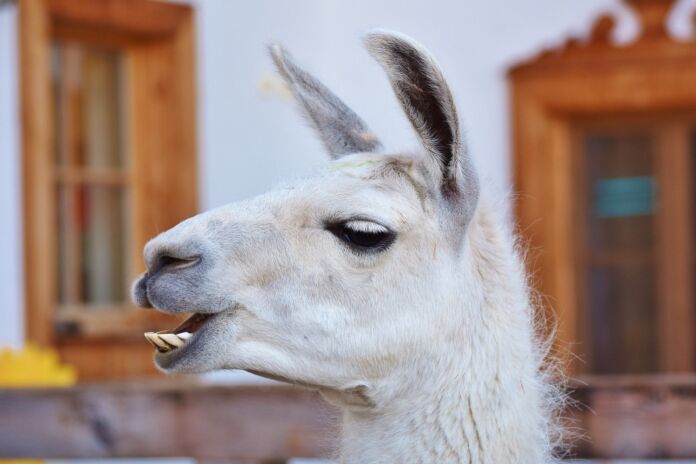lama
