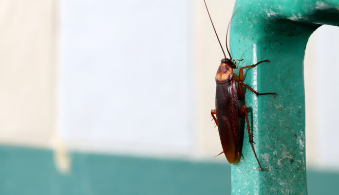 brown cockroach