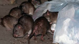 Coronavirus, il SARS-CoV-2 ha aumentato l’aggressività dei ratti