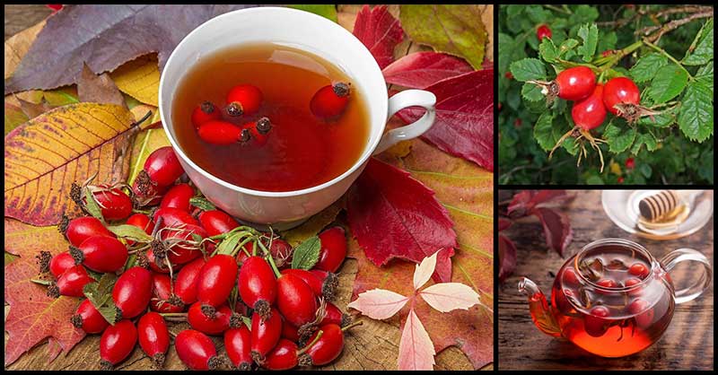 Cosa succede al nostro corpo se beviamo il té al cinorrodo