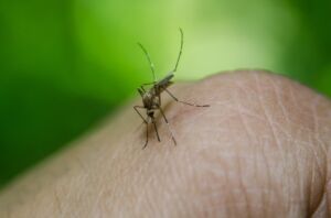 Coronavirus: le zanzare possono trasmettere il SARS-CoV-2?