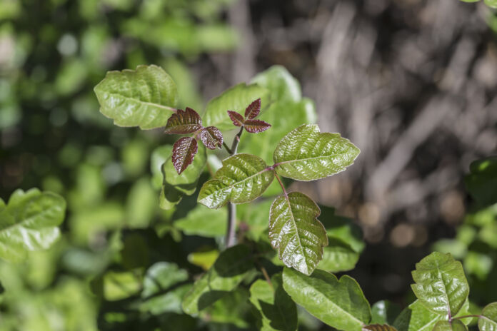edera velenosa