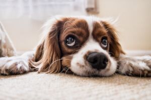 Quali sono le malattie estive nel cane?