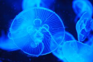 Urinare sulla puntura di una medusa: serve o no?
