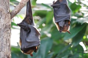 Covid-19, l’origine della pandemia nei pipistrelli? Cosa dice la Scienza