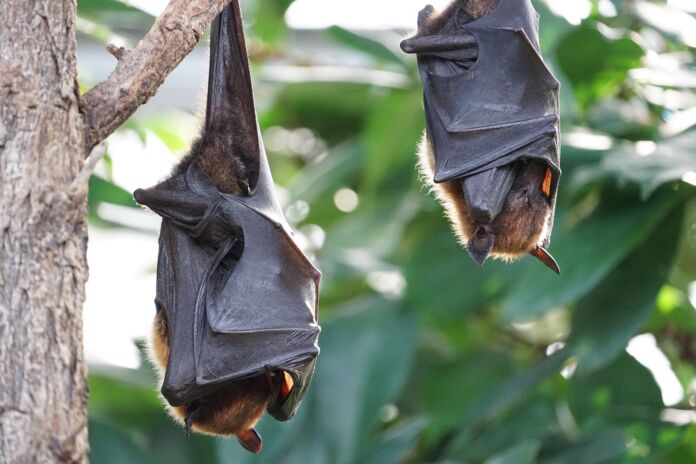 pipistrello