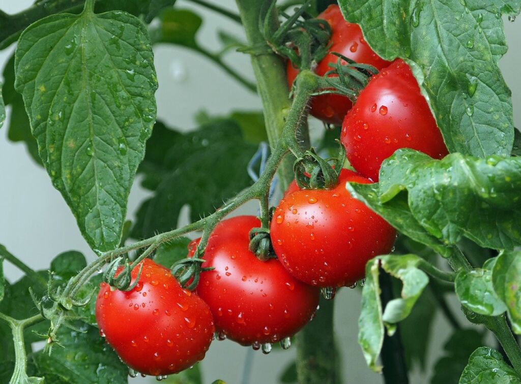 Pomodori: meglio conservarli in frigo o a temperatura ambiente?