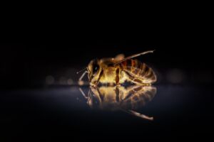 Come comportarsi dopo la puntura di un’ape