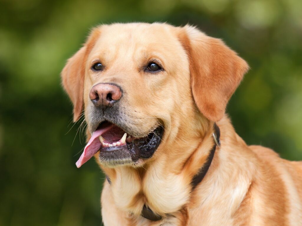 Come pulire i denti al cane in modo corretto