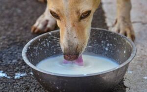 Negli USA scoperto un secondo cane positivo al Covid-19