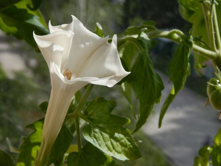 Intera famiglia mangia la datura ed è in gravi condizioni perché è una