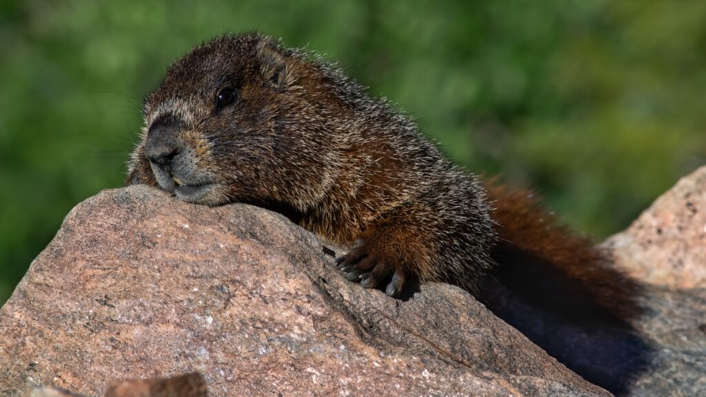 Peste bubbonica, un 15enne è morto in Mongolia dopo aver mangiato carne di marmotta