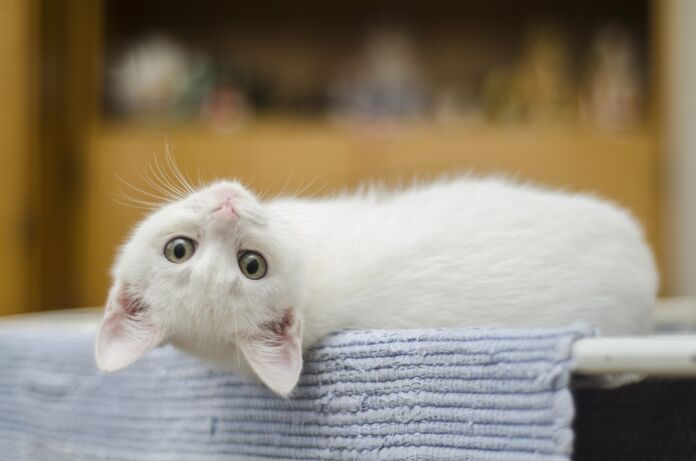 gatto gatto