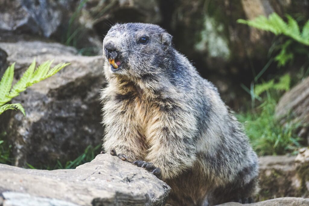marmotta