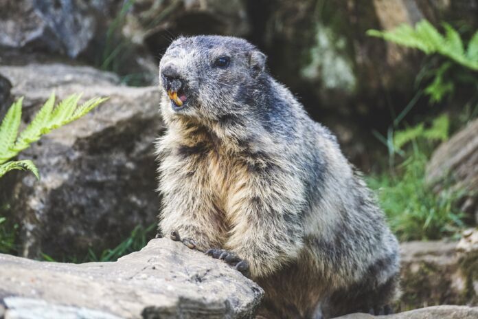 marmotta marmotta