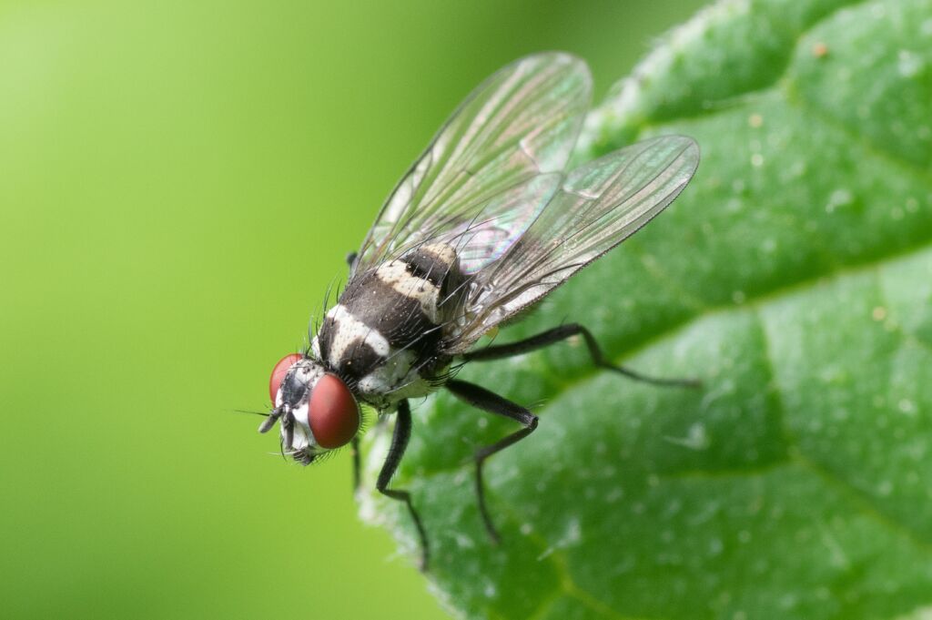 Mosca nera: l’invasione a causa del lockdown