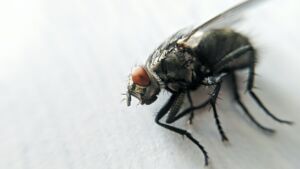 Cosa succede quando una mosca si appoggia sul nostro cibo?