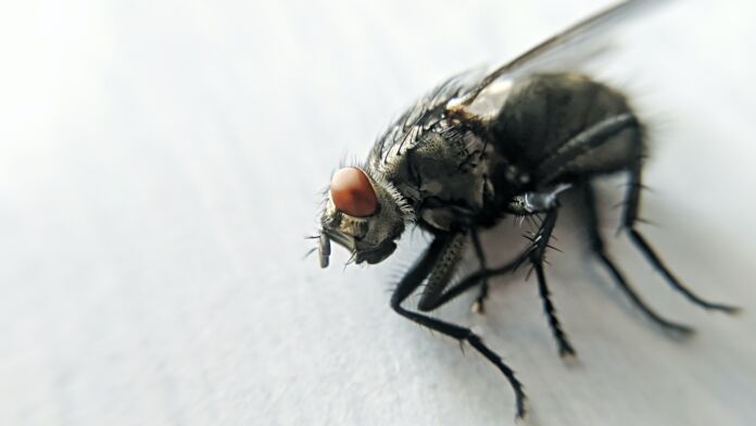 mosca