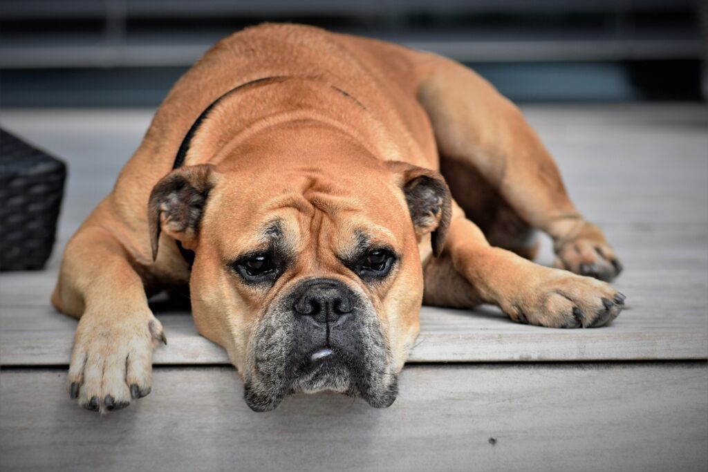 Vomito a digiuno nel cane: cause e trattamenti
