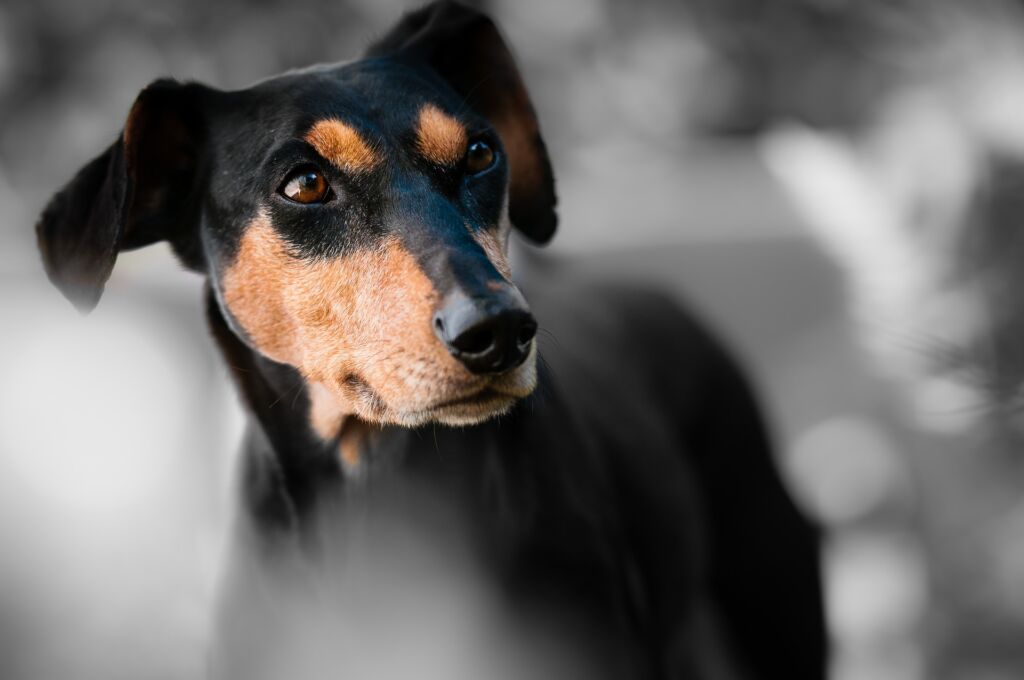 Cane che perde il pelo: quando è fisiologico e quando preoccuparsi