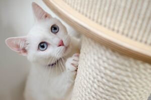 Perché i gatti bianchi sono spesso anche sordi?