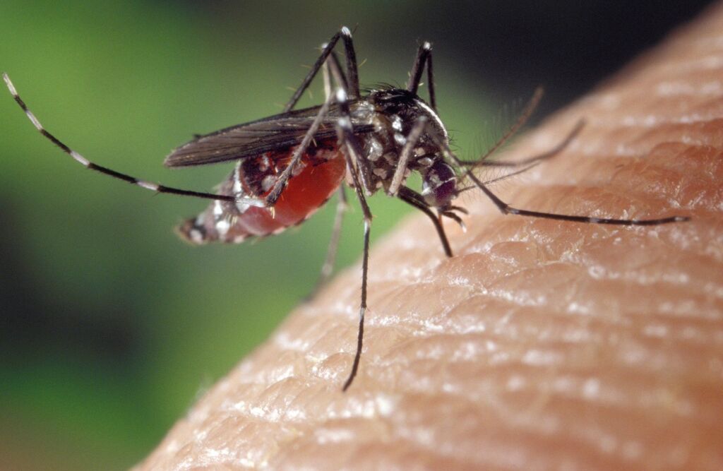 Cosa succede davvero quando una zanzara punge?