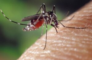 Cosa succede davvero quando una zanzara punge?